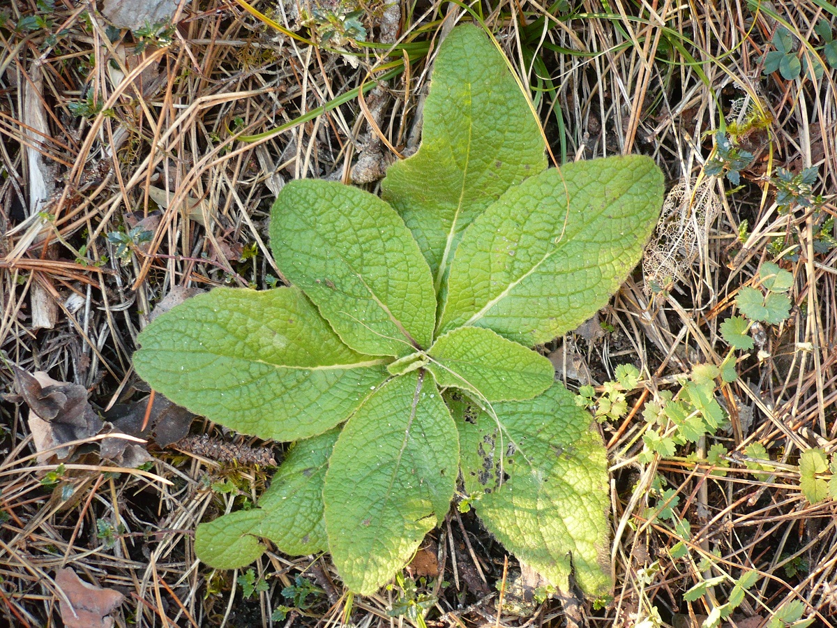 Inula conyzae (Asteraceae)